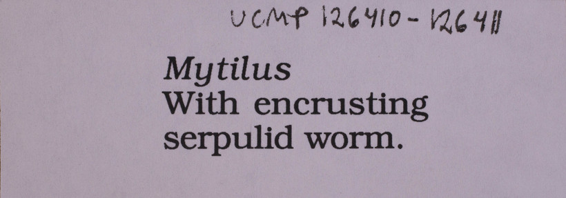 Mytilus