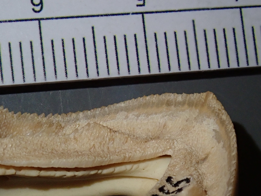 Pseudemys concinna floridana