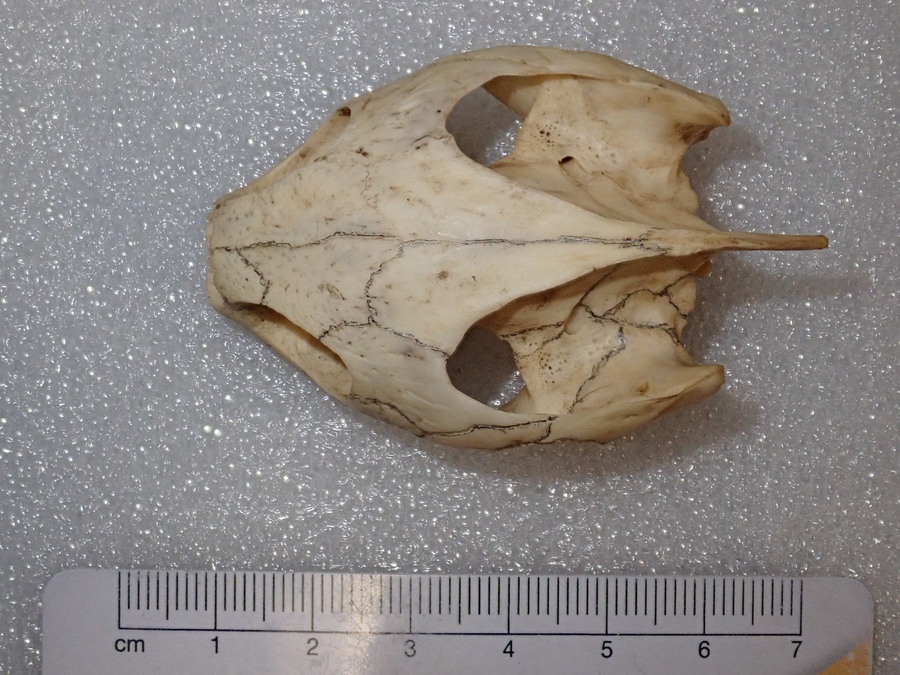 Pseudemys concinna floridana