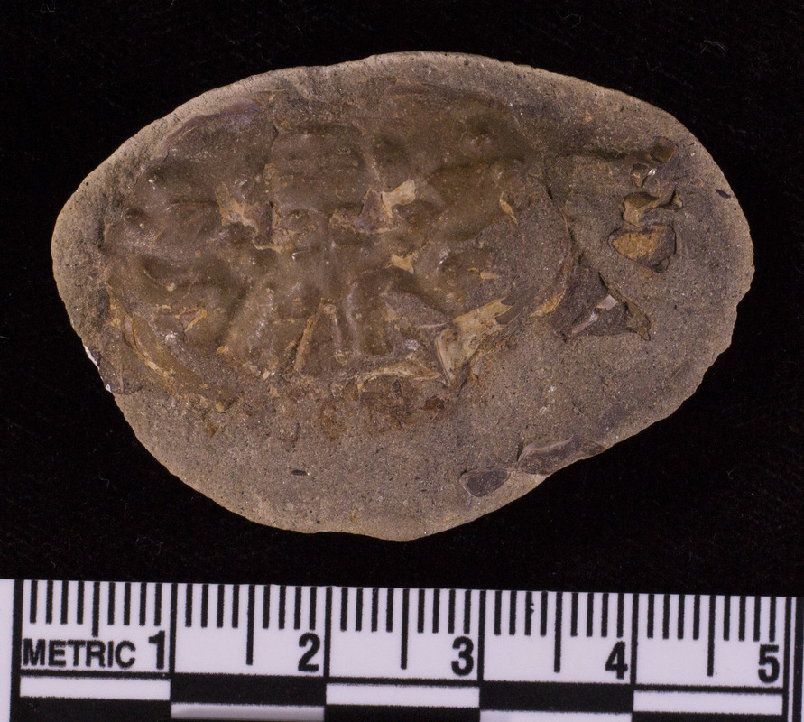 Branchiocarcinus pacificus