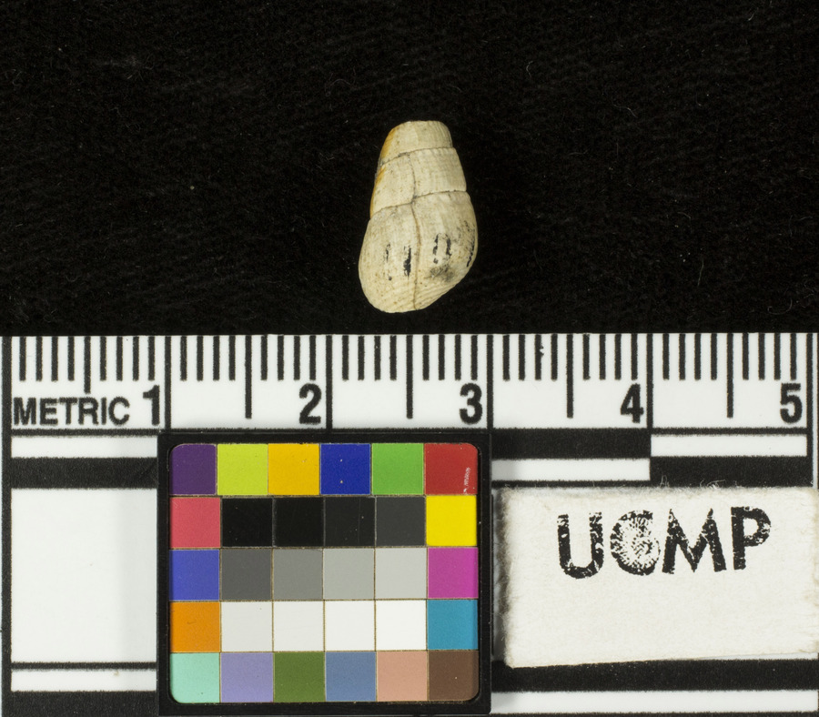 Elimia sacramentesis