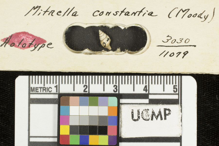 Columbella contantia
