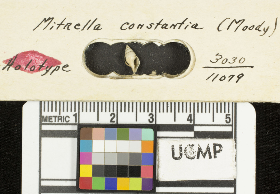 Columbella contantia