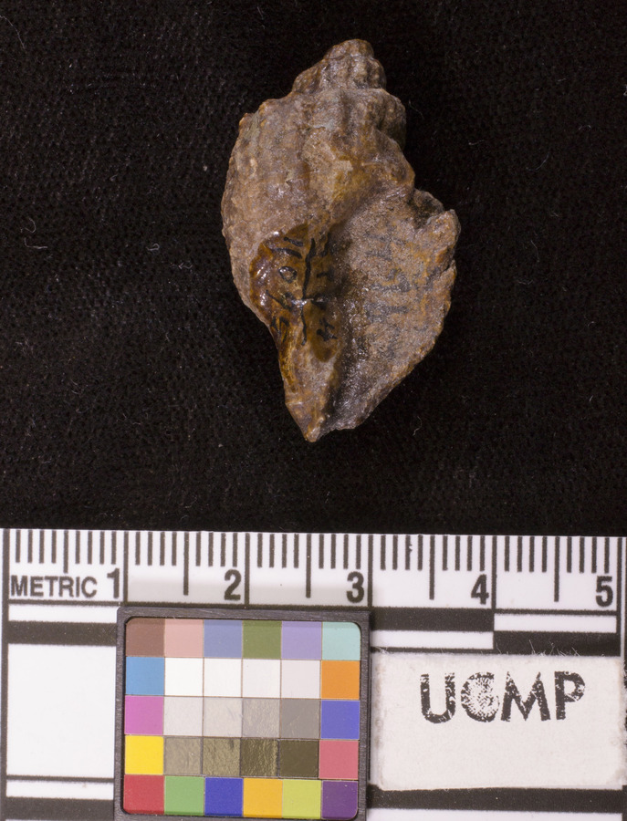 Cancellaria fernandoensis var. tribulis
