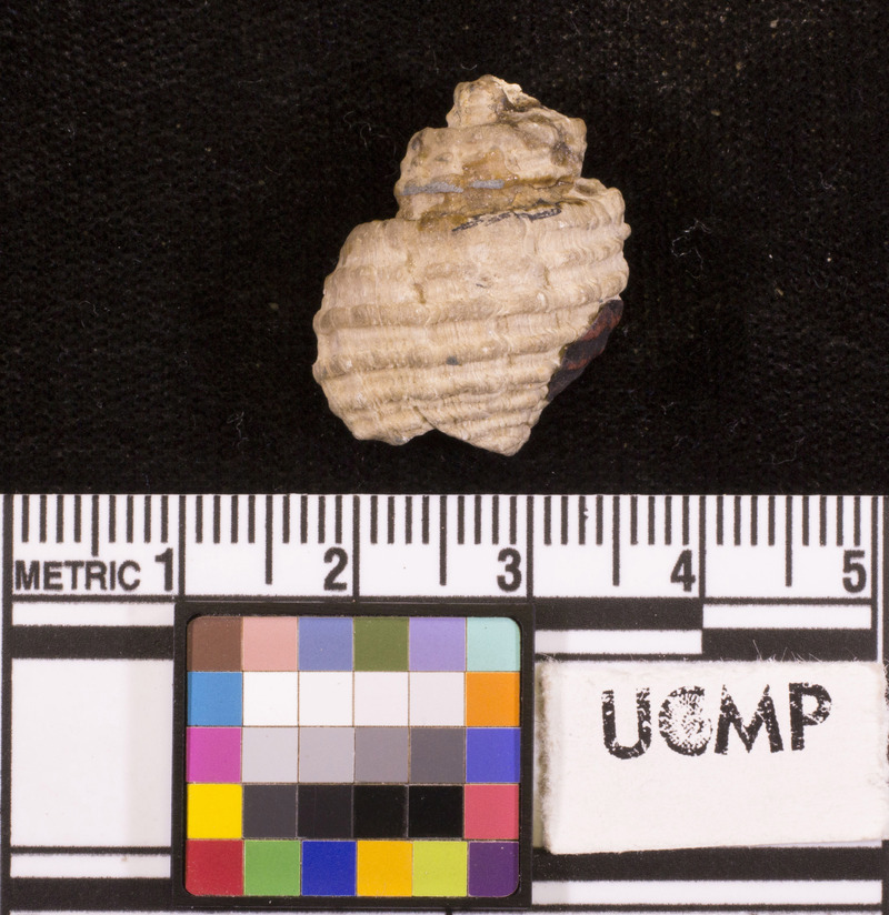 Chrysodomus packardi