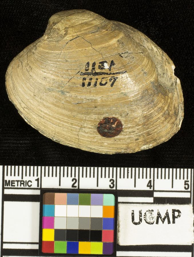 Callocardia californica
