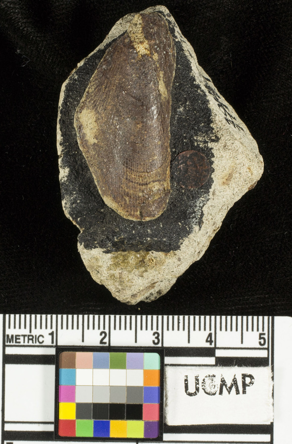 Modiolus kirkerensis