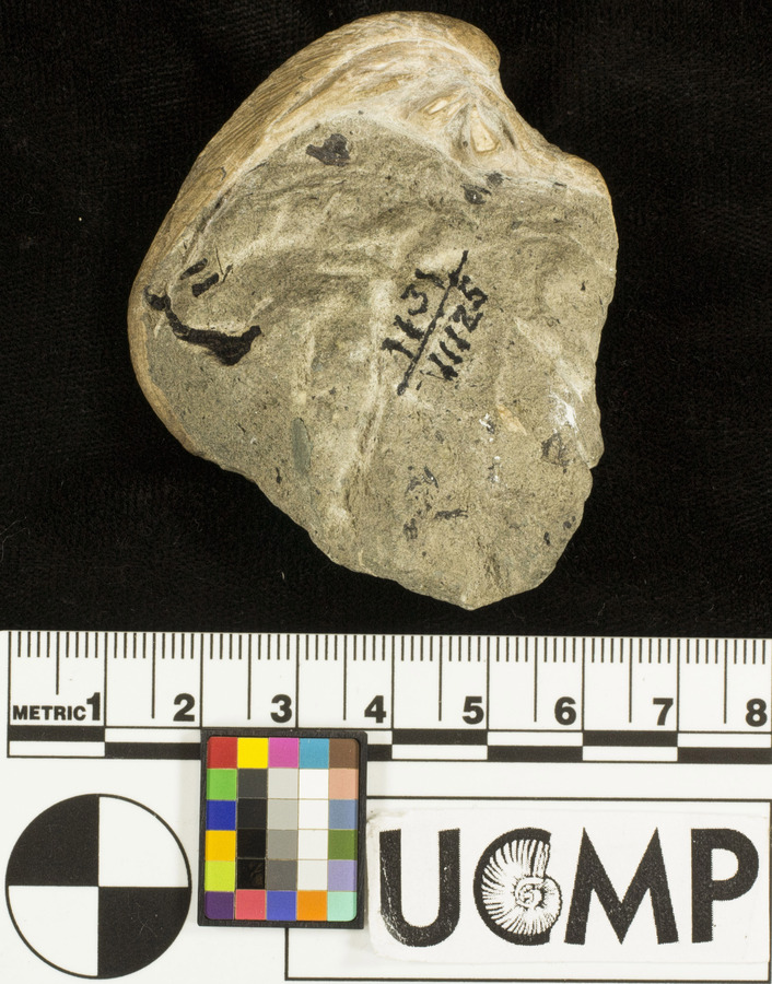 Chione mediostriata