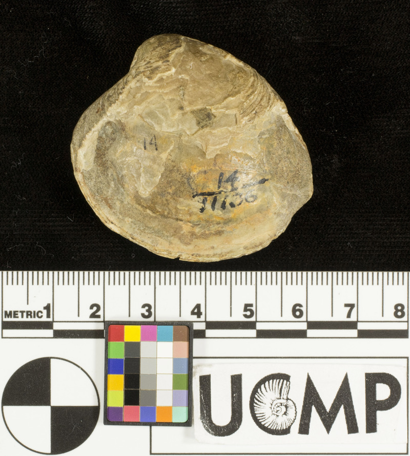 Antigona undosa