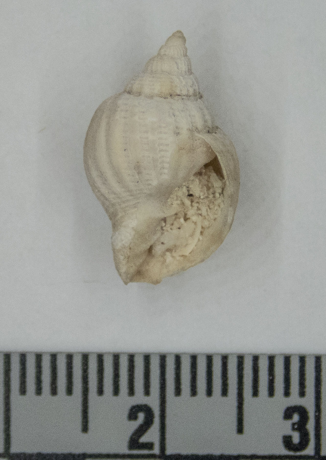 Cancellaria obesa cf. genus