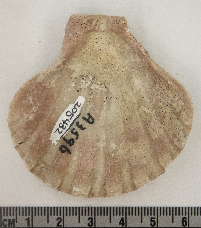 Nodipecten subnodosus