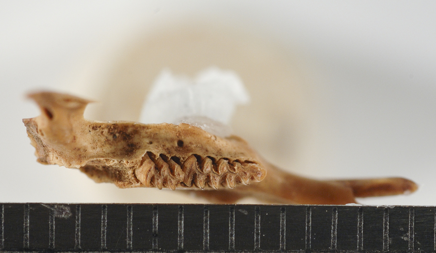 Eporeodon