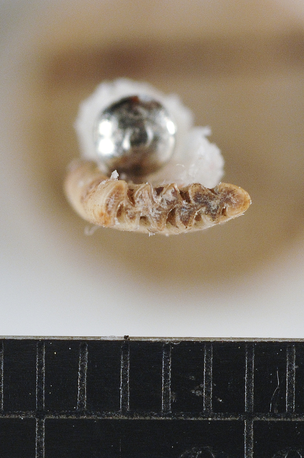 Hypertragulus