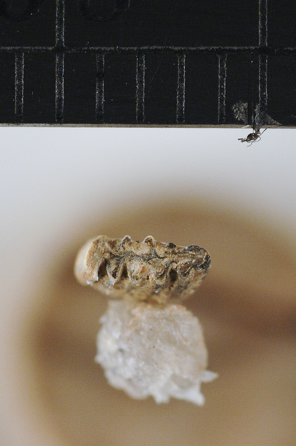 Elephas