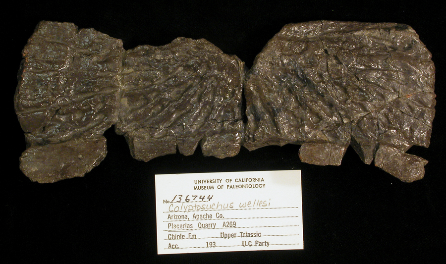 Calyptosuchus wellesi