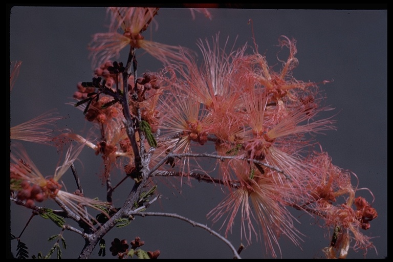 Calliandra eriophylla Calliandra eriophylla