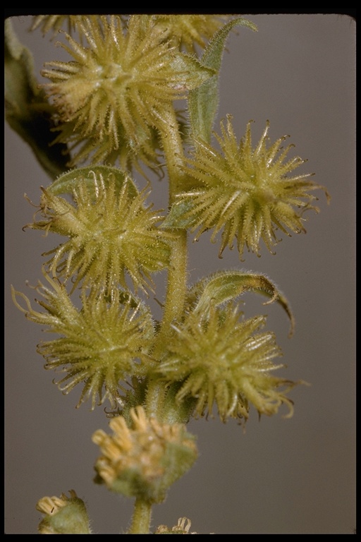 Ambrosia ambrosioides