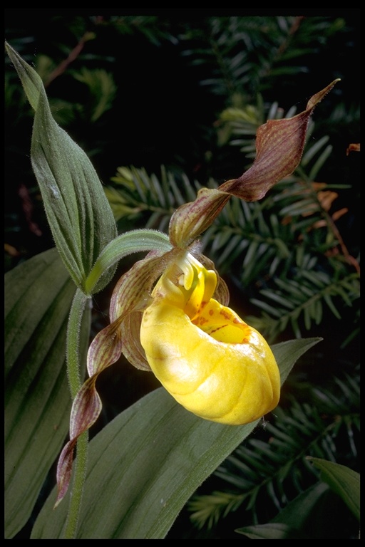 Cypripedium parviflorum var. pubescens Cypripedium parviflorum var. pubescens