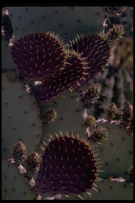 Opuntia sp. Opuntia sp.