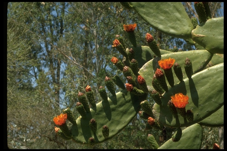 Opuntia sp.