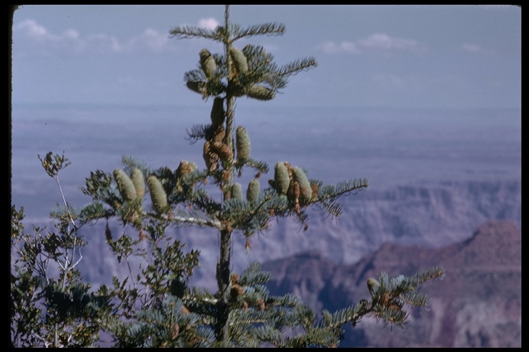 Abies concolor ssp. concolor