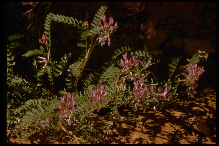 Astragalus sp. Astragalus sp.