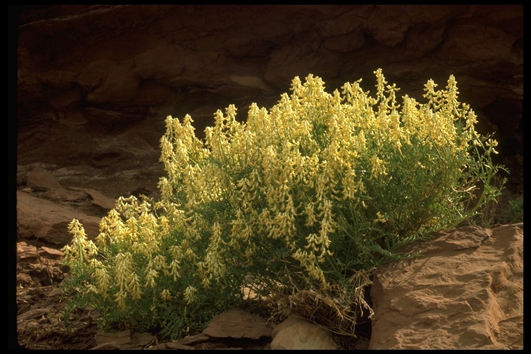 Astragalus sp. Astragalus sp.