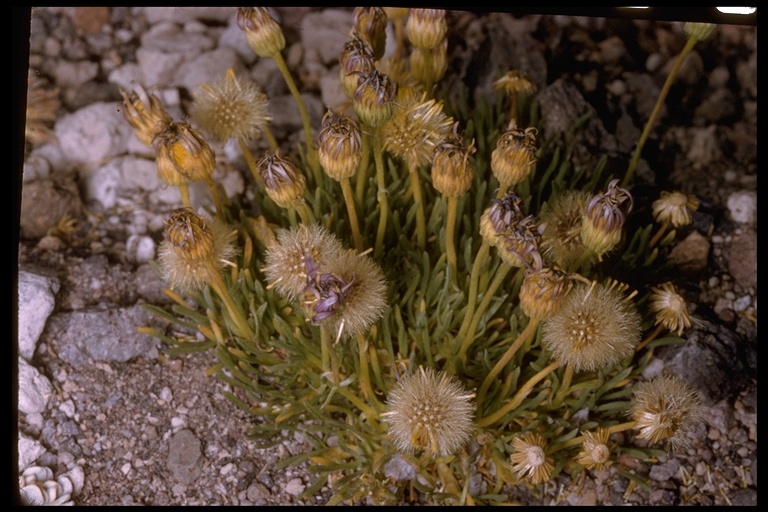 Erigeron elegantulus Erigeron elegantulus