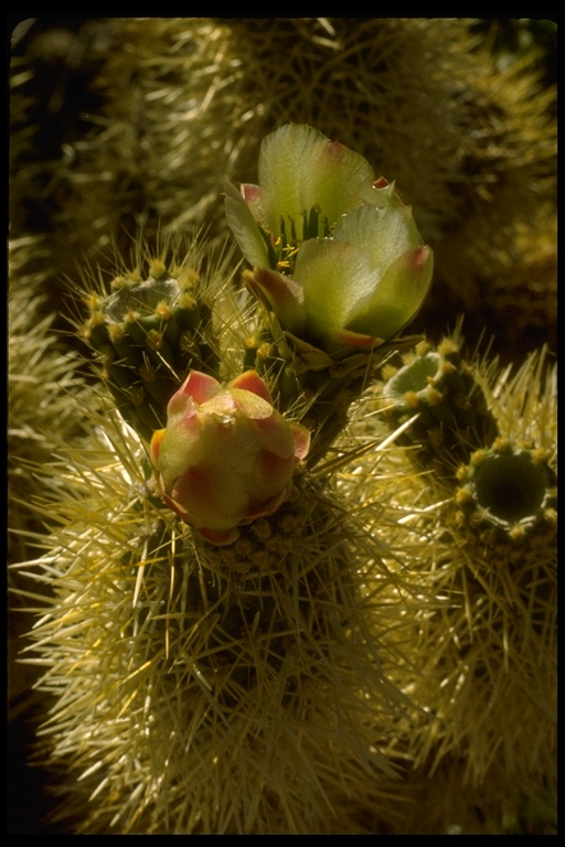 Opuntia sp. Opuntia sp.