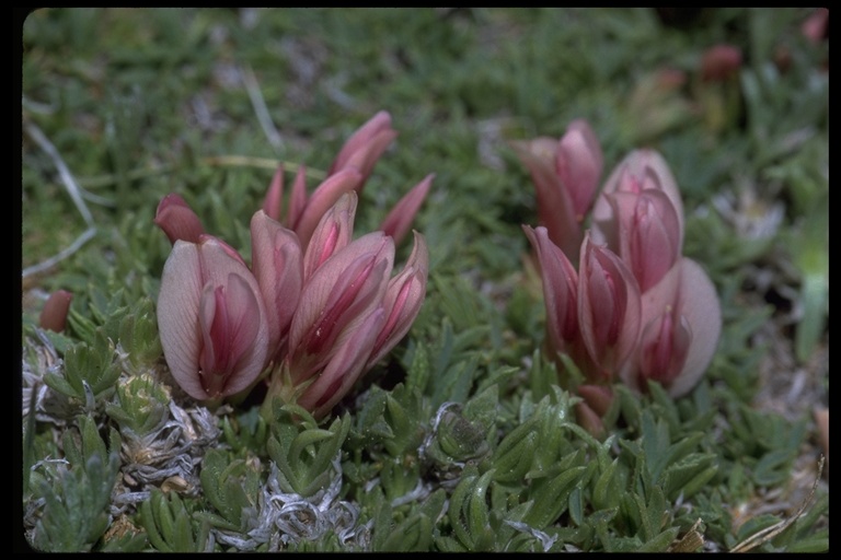 Trifolium nanum