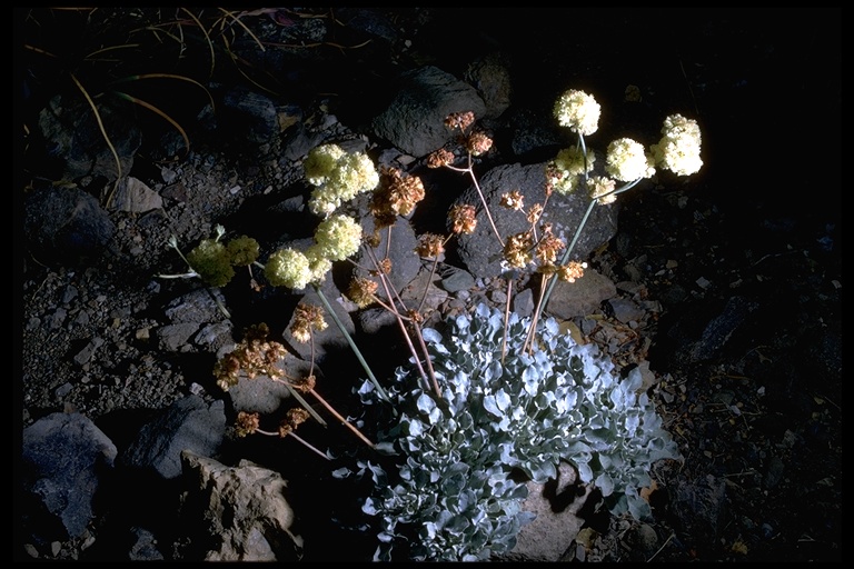 Eriogonum strictum var. proliferum Eriogonum strictum var. proliferum