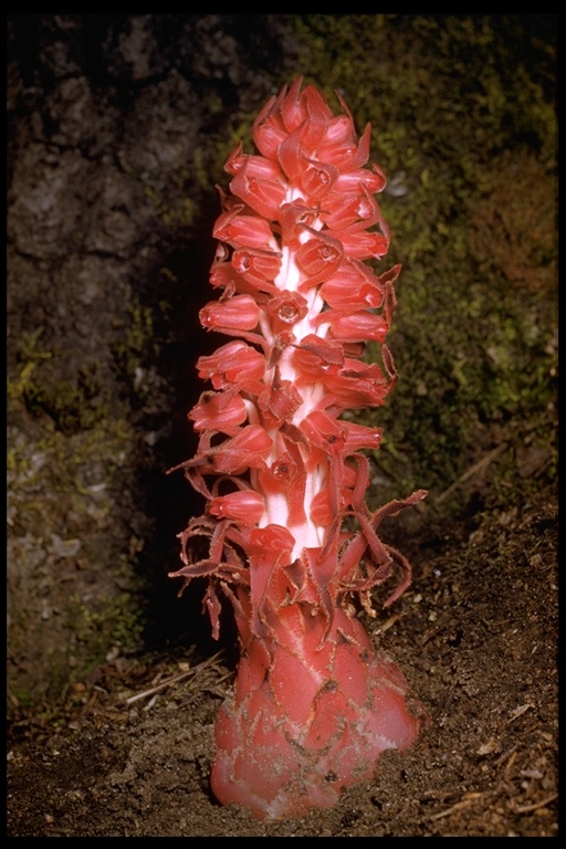 Sarcodes sanguinea Sarcodes sanguinea