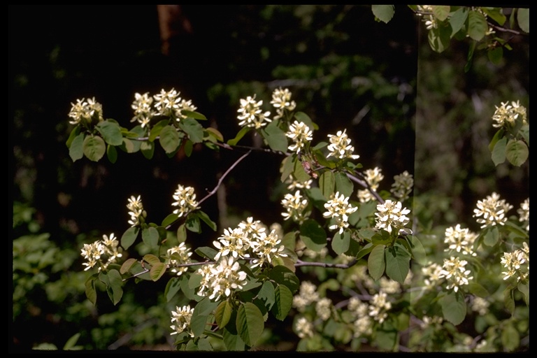 Amelanchier alnifolia var. pumila