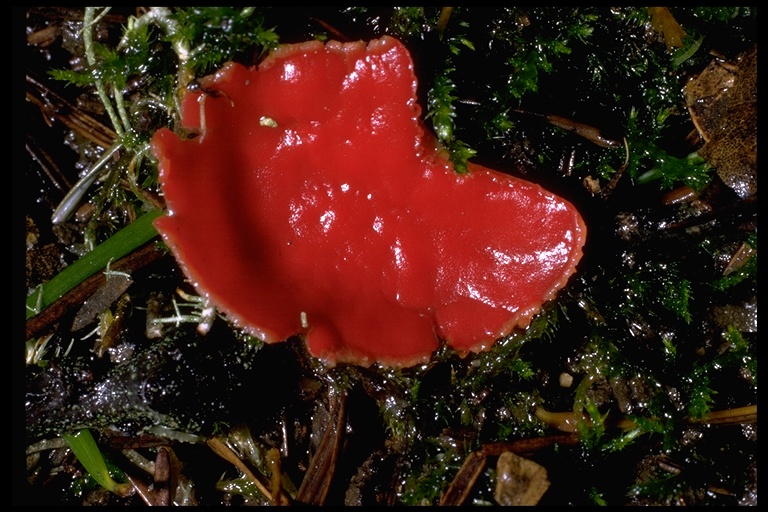 Sarcoscypha coccinea Sarcoscypha coccinea
