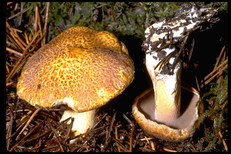 Suillus tomentosus