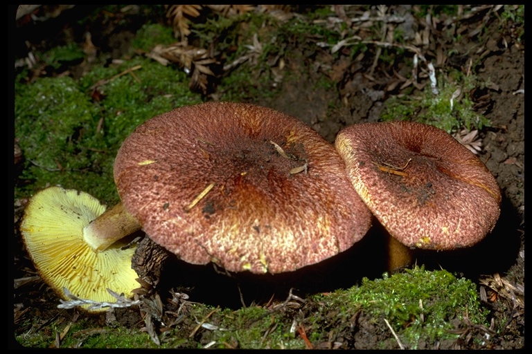 Tricholomopsis rutilans