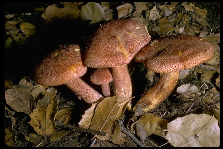 Tricholomopsis rutilans