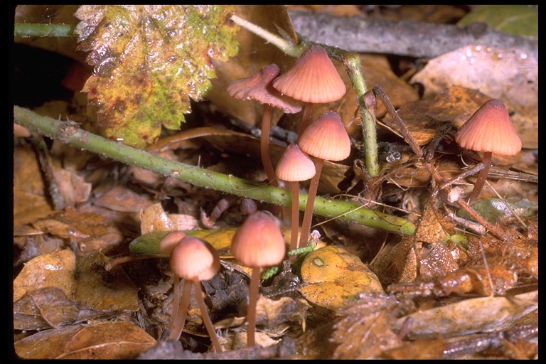 Mycena haematopus var. marginata