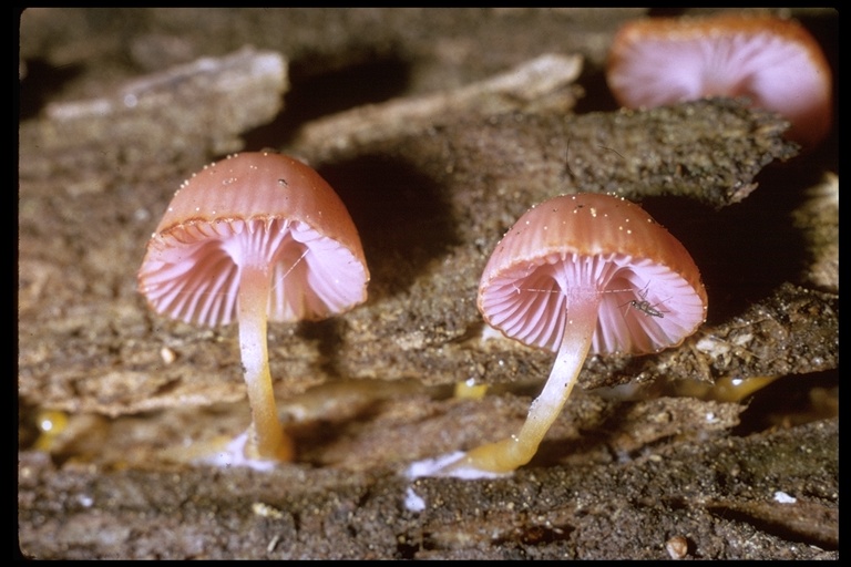 Chromosera cyanophylla