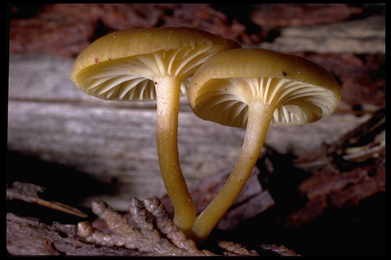 Clitocybe chrysophylla