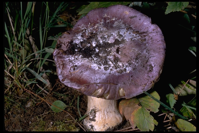 Cortinarius mutabilis