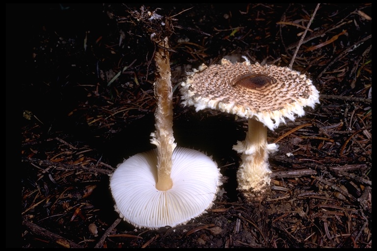 Lepiota magnispora Lepiota magnispora