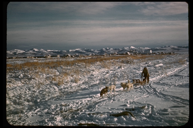 Sled and sled dogs in snow, Alaska, USA Sled and sled dogs in snow, Alaska, USA