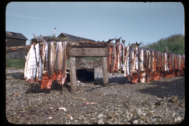 Salmon drying in Kotzebue, Alaska, USA Salmon drying in Kotzebue, Alaska, USA