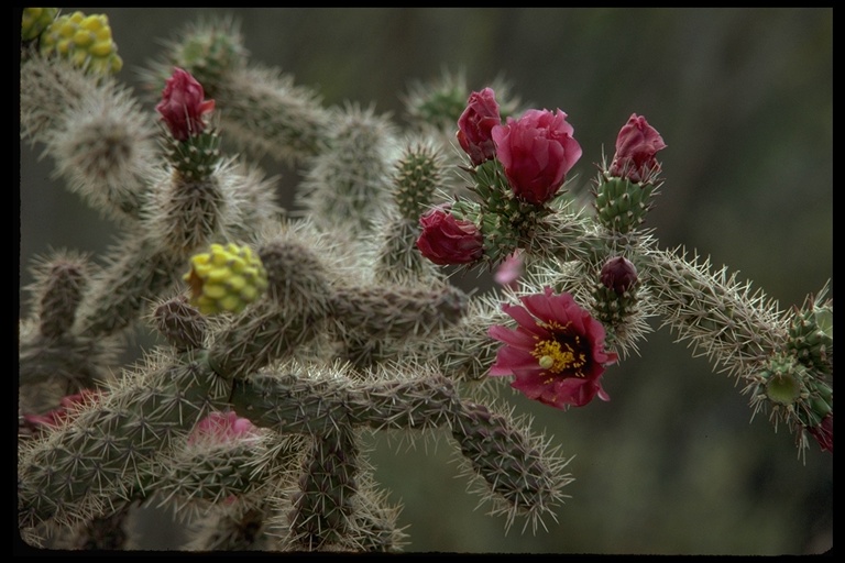 Opuntia sp. Opuntia sp.
