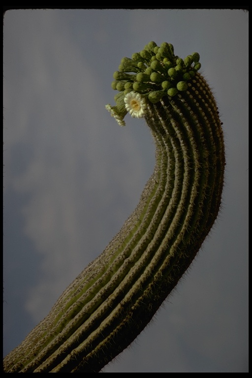 Carnegiea gigantea Carnegiea gigantea