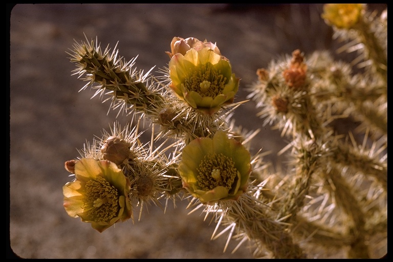 Opuntia sp. Opuntia sp.