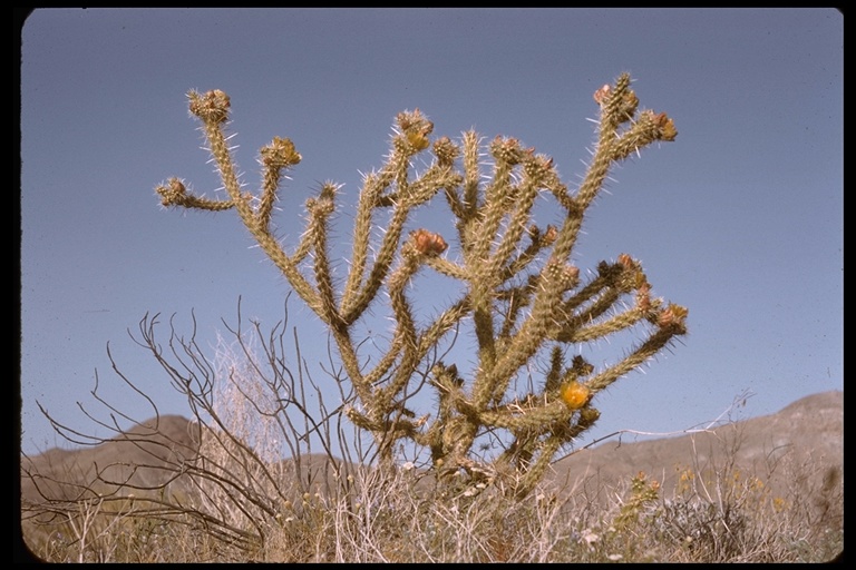 Opuntia sp. Opuntia sp.
