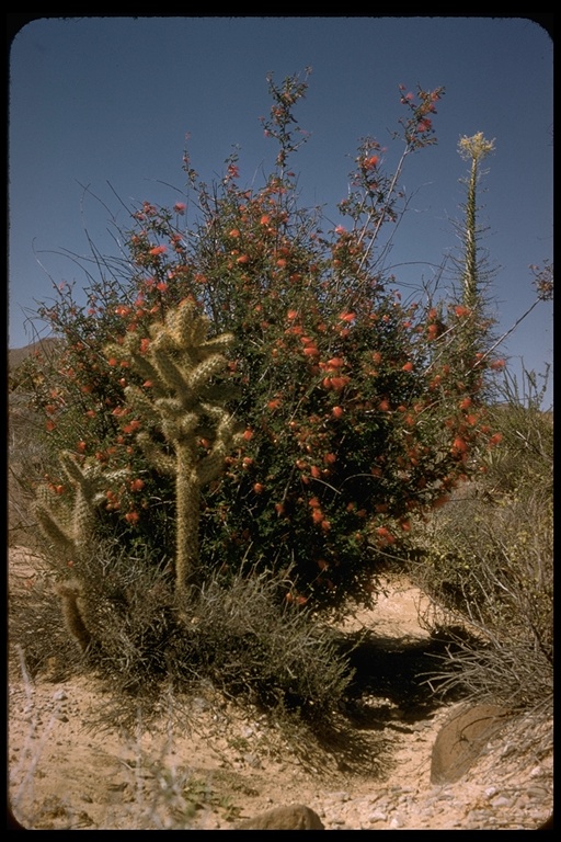 Calliandra eriophylla