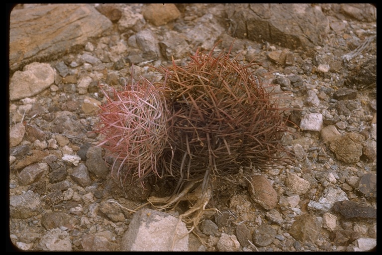 Ferocactus wislizeni